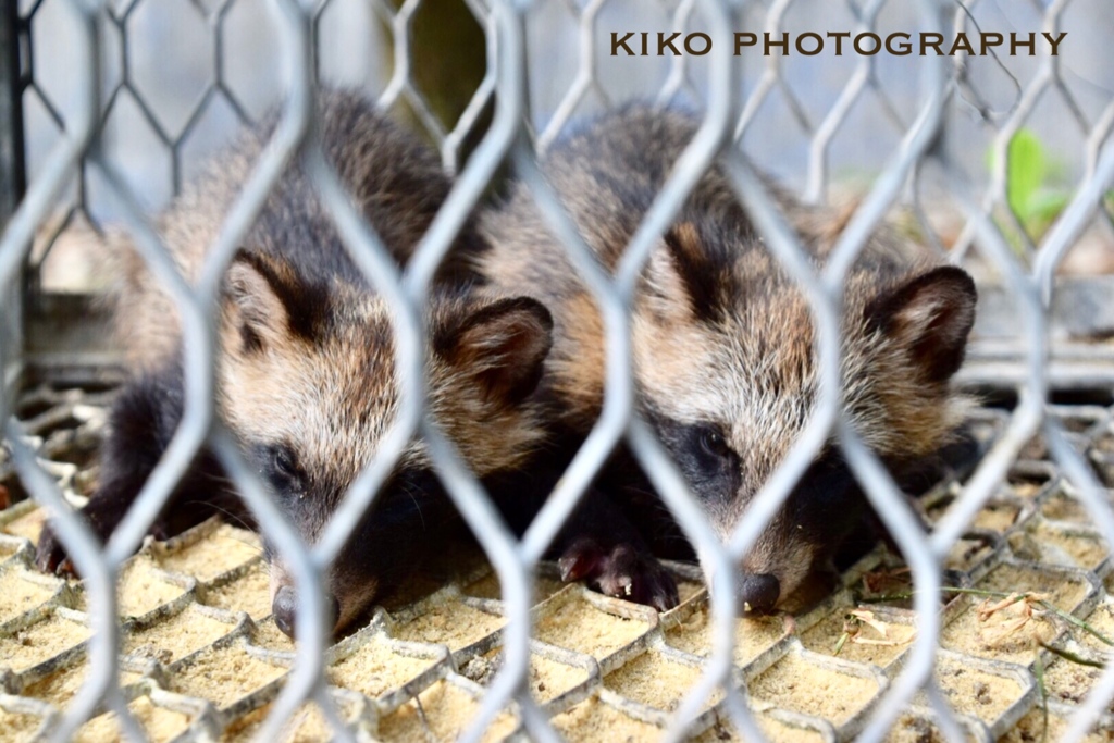 .*･ﾟ野生のたぬき.ﾟ･*.