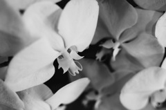 『Wherever you are』monochrome