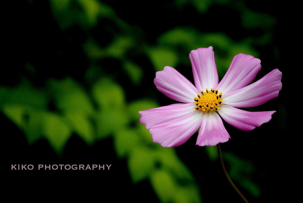『花言葉』