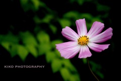『花言葉』