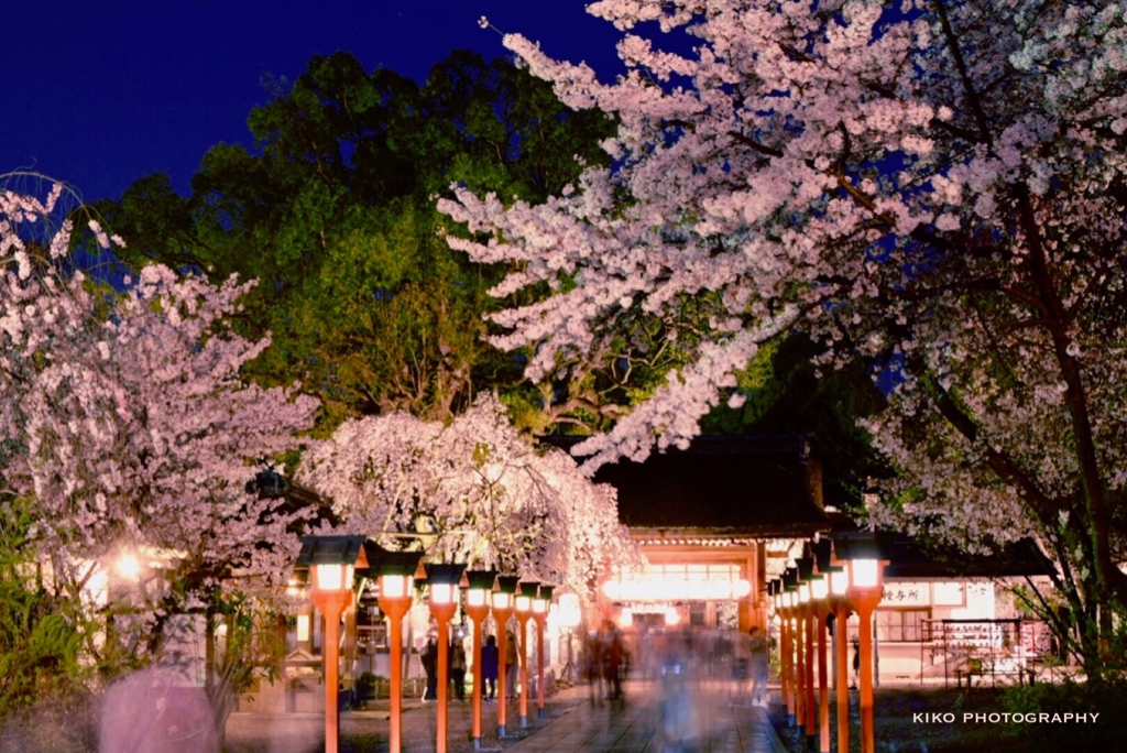 『･*.✿平野神社の夜桜✿...*ﾟ』
