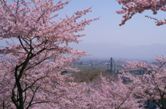 満開