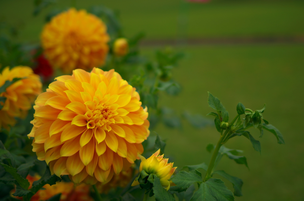 曇天yellow 