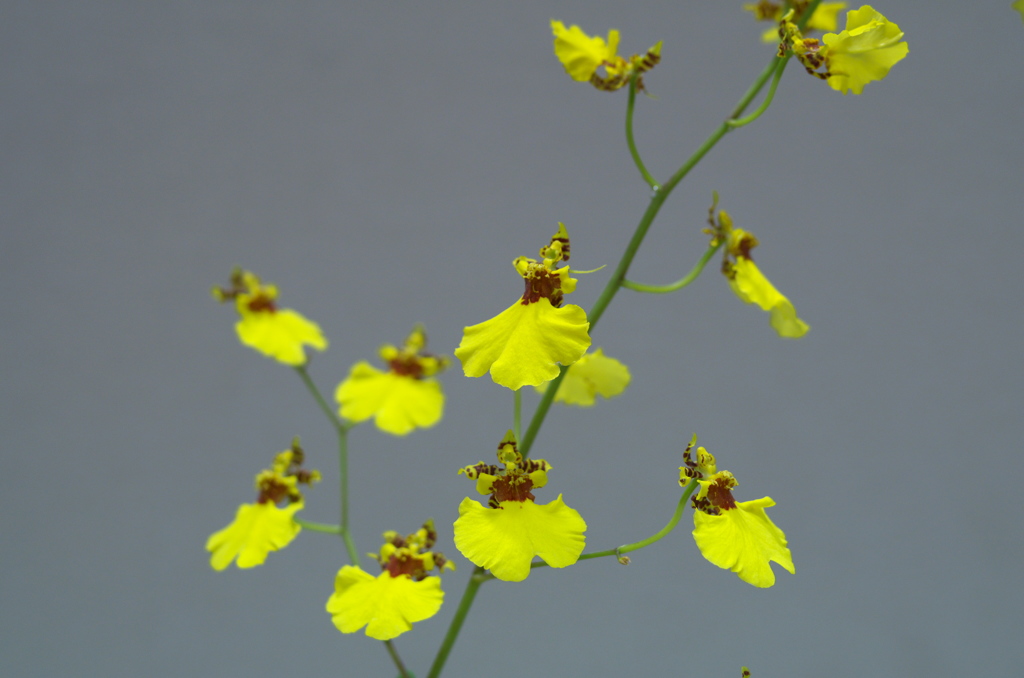 YELLOW DANCER