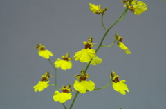 YELLOW DANCER