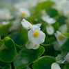 小さく白い花