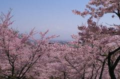 満開