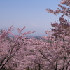 満開