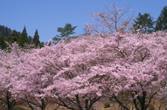 満開