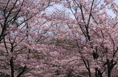 満開