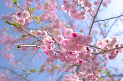 晴れ桜