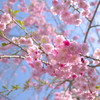 晴れ桜