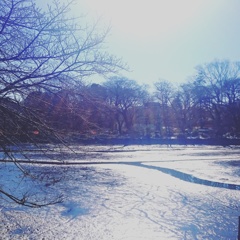 凍った井の頭公園