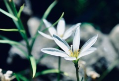 夏水仙
