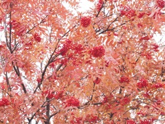 全面ナナカマド！