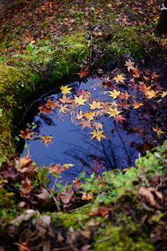 水面紅葉