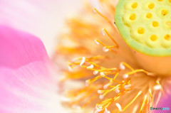 ようこそ花の中へ