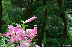木陰は涼しい