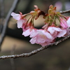 雨の後の桜- cherry blossoms after rain- ①