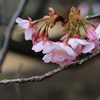 雨の後の桜- cherry blossoms after rain- ①