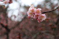 雨の後の桜- cherry blossoms after rain- ②