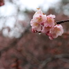 雨の後の桜- cherry blossoms after rain- ②
