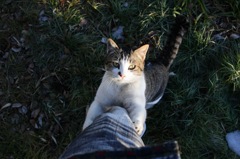 ハグ猫