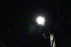 夜