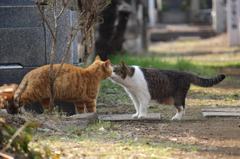 にゃんちゅう