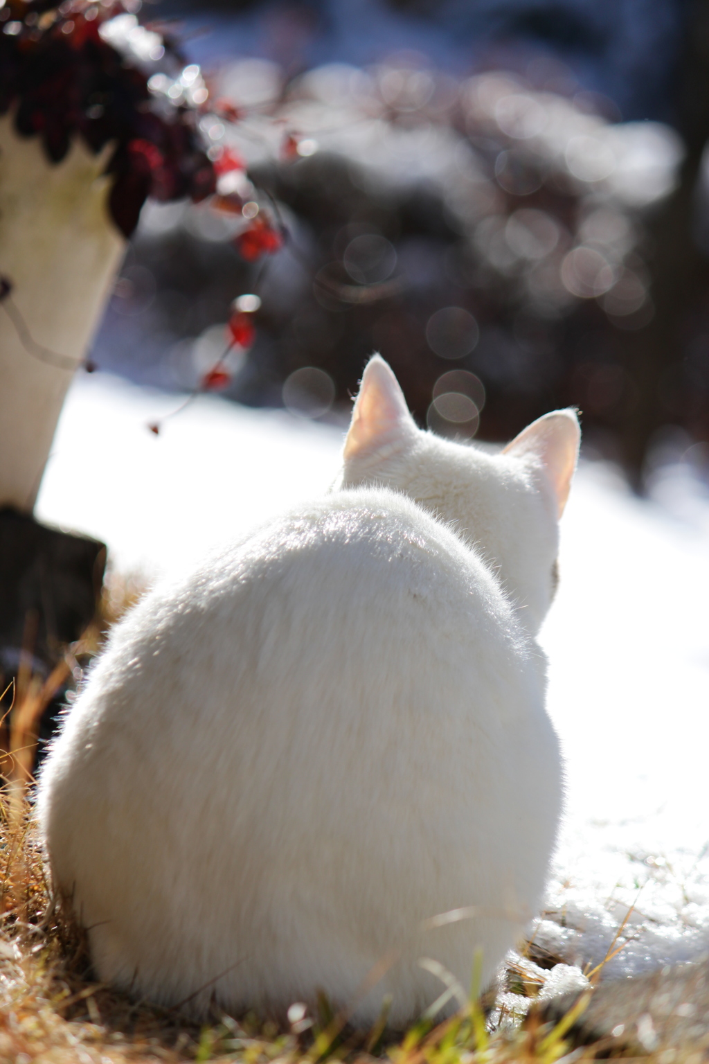 ゆきねこ