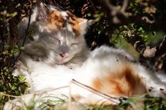 美猫さんですね。