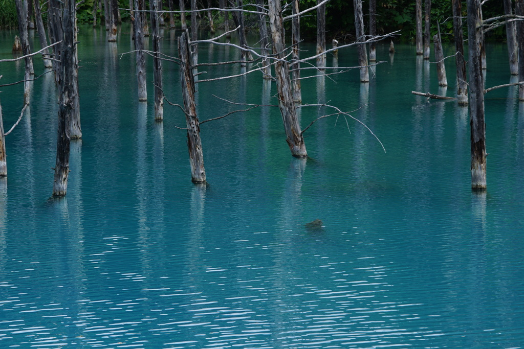 青い池