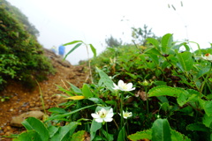 峠