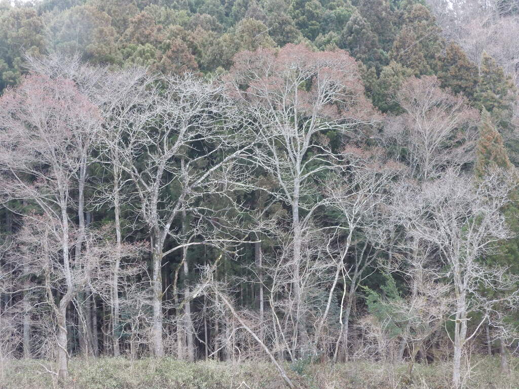 耐寒