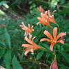 夏賑わう