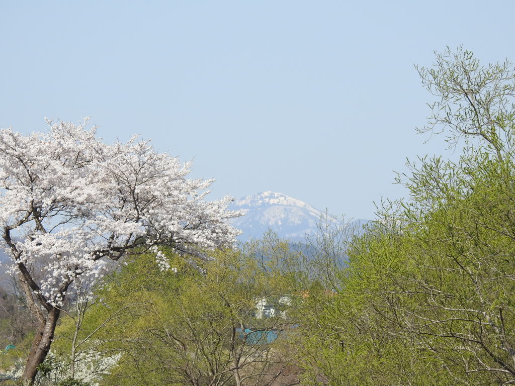 新緑の季節
