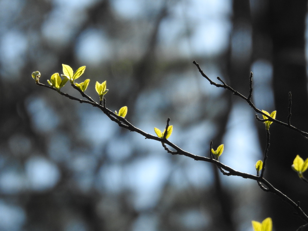 新緑の芽吹き