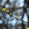 新緑の芽吹き