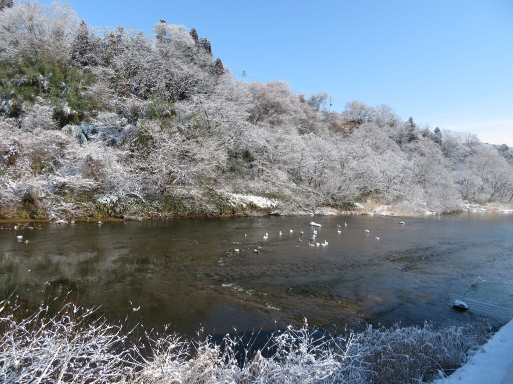 雪の華咲いた