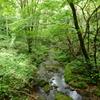 緑に染まる