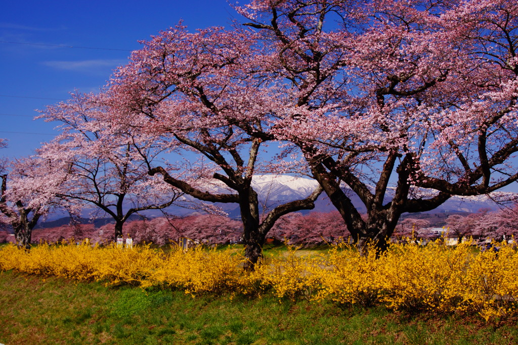 蔵王と一目千本桜