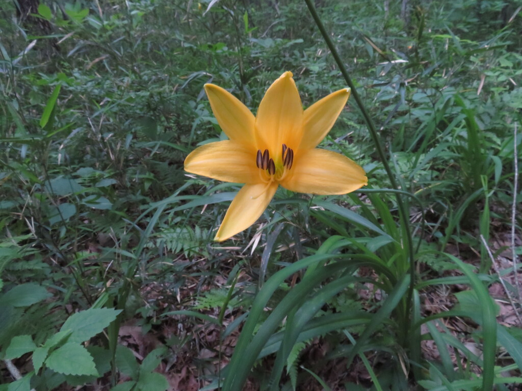 もう夏だよ