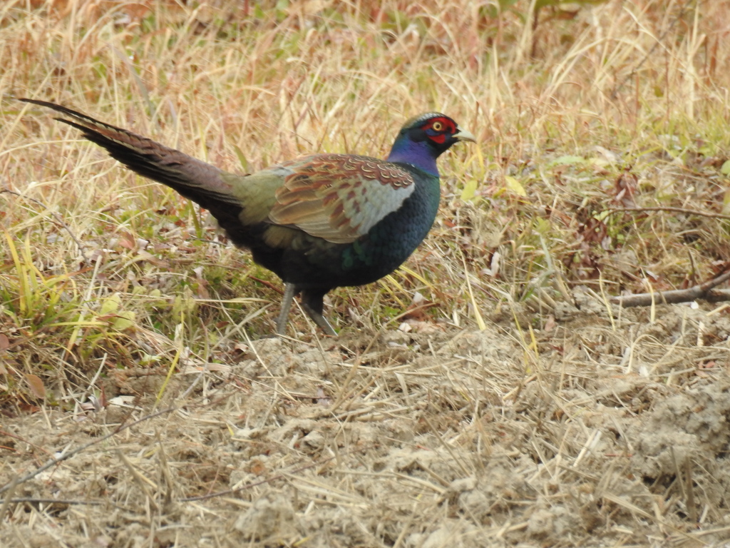 美味しいもの、ないかしら