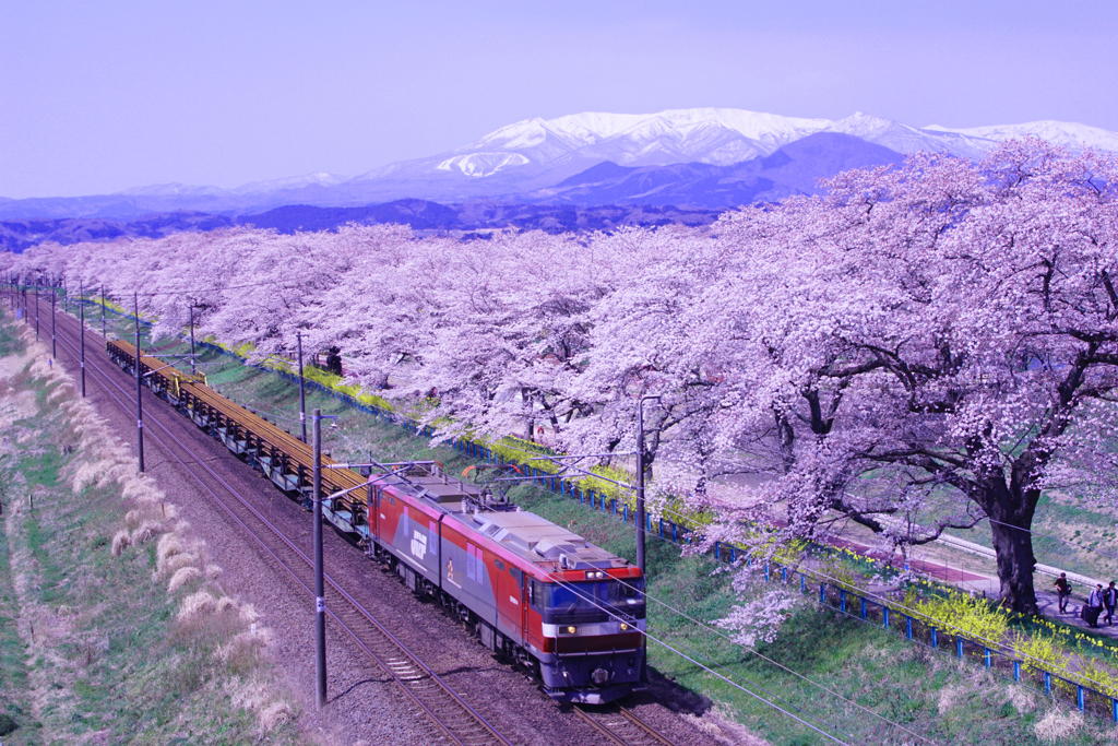 春、はる、ハル