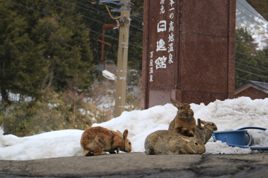 万座温泉とうさぎ