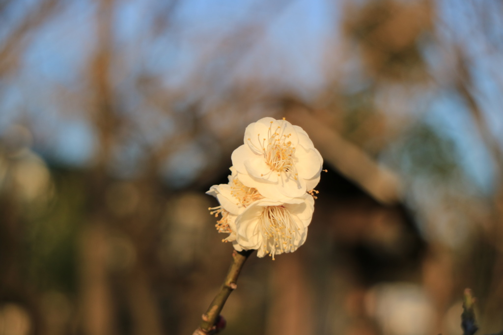 梅の花