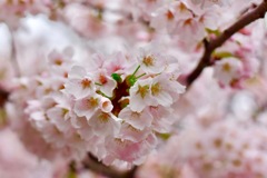 岡崎公園にて1