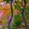 修善寺自然公園