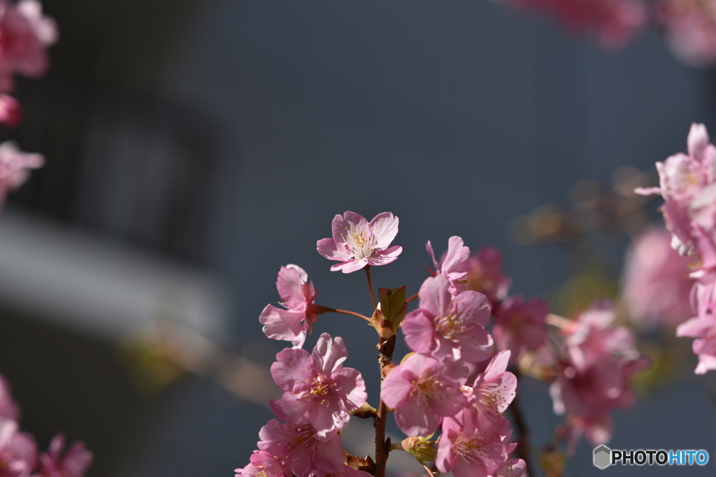 春色