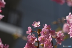 春色